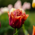 Tulpan 'Callahan'