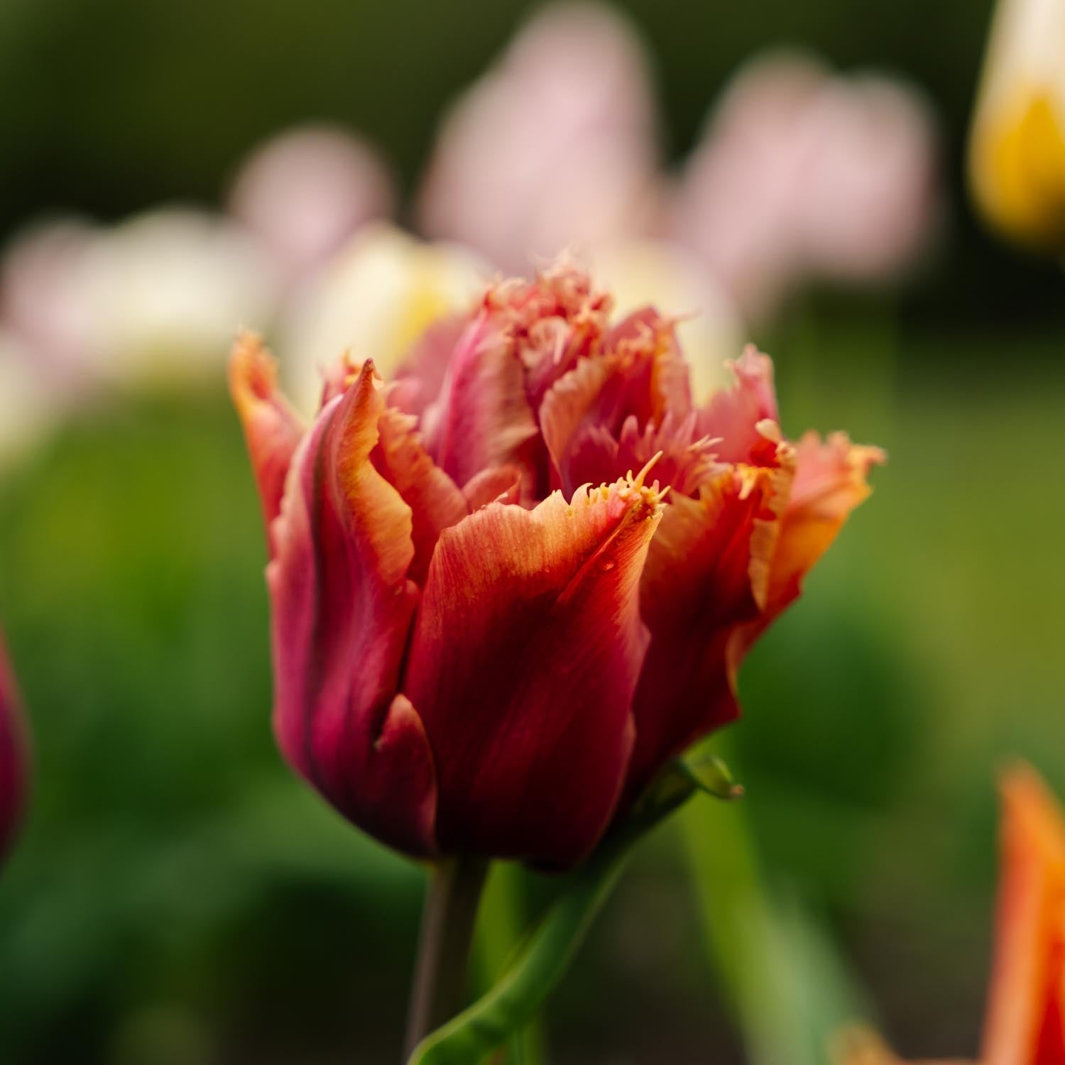 Tulpan 'Callahan'