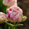 Tulpan 'Charming Lady'