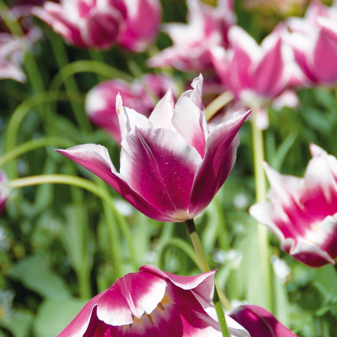 Tulpan 'Claudia'