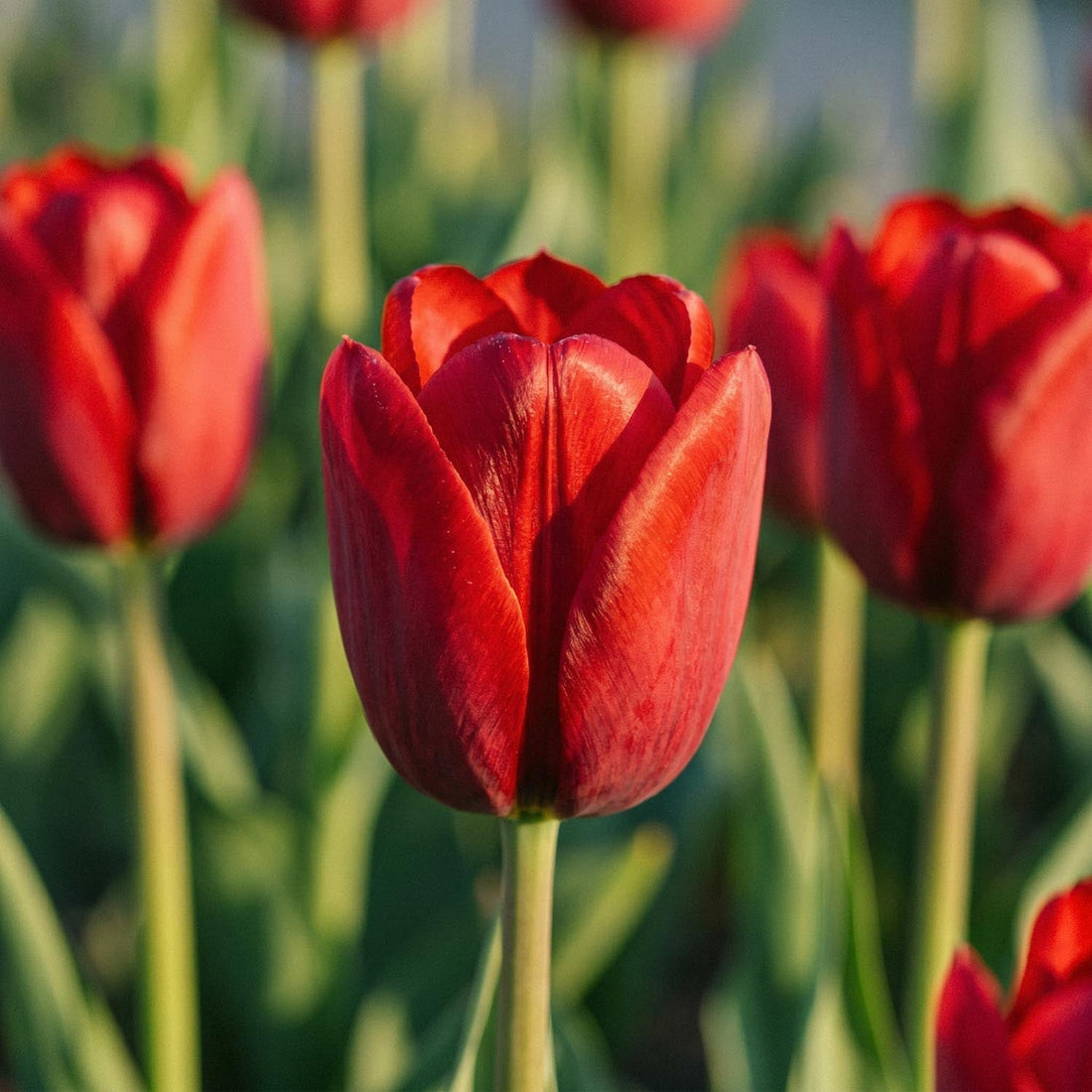 Tulpan 'Couleur Cardinal'
