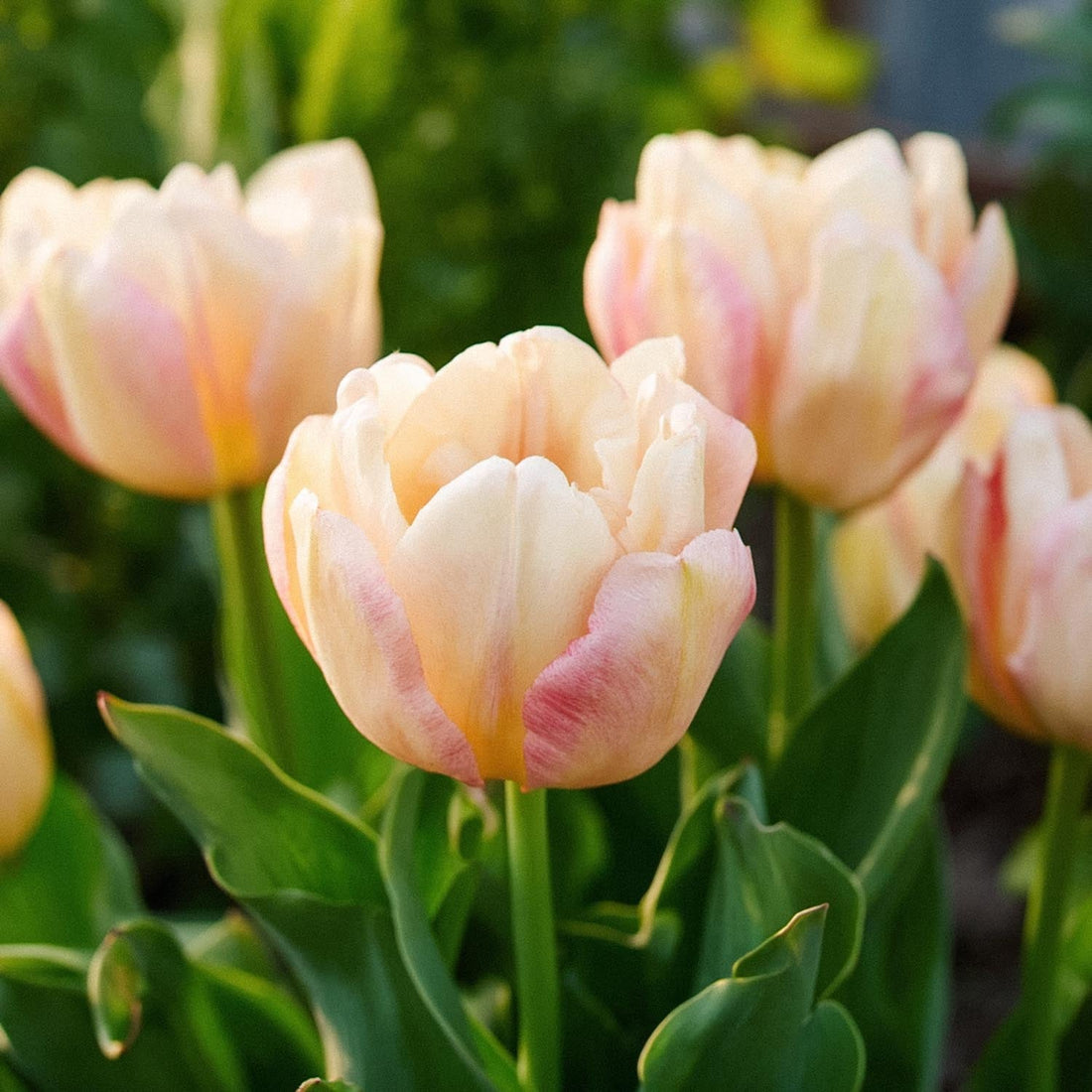 Tulpan 'Creme Upstar'