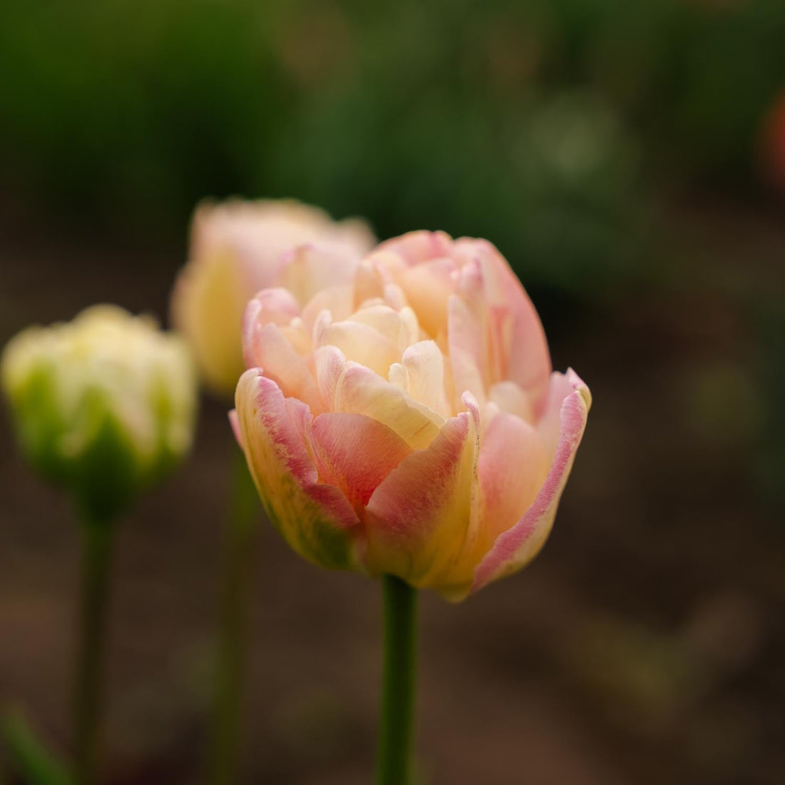 Tulpan 'Creme Upstar'