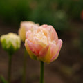 Tulpan 'Creme Upstar'