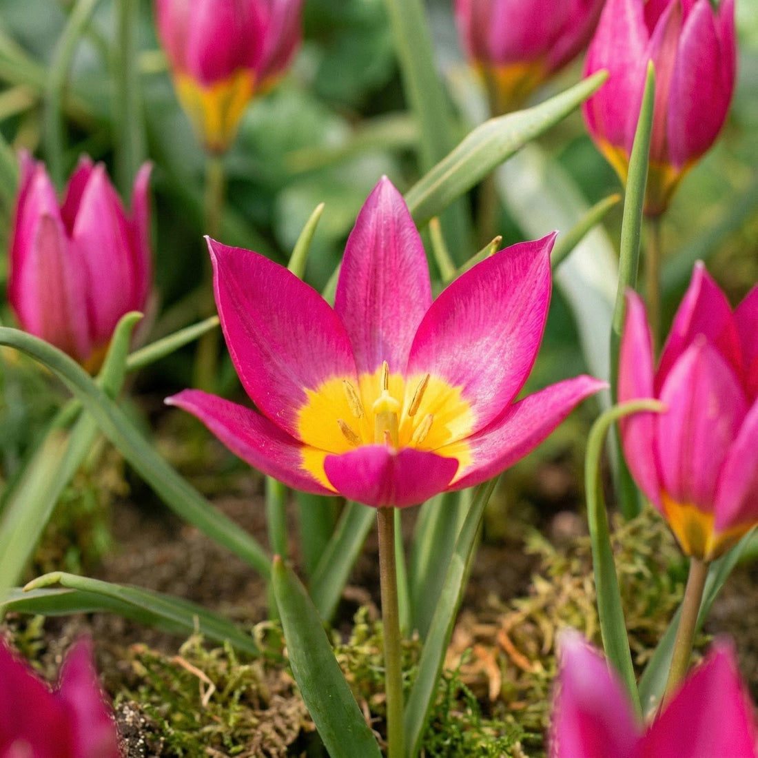 Tulpan 'Eastern Star'