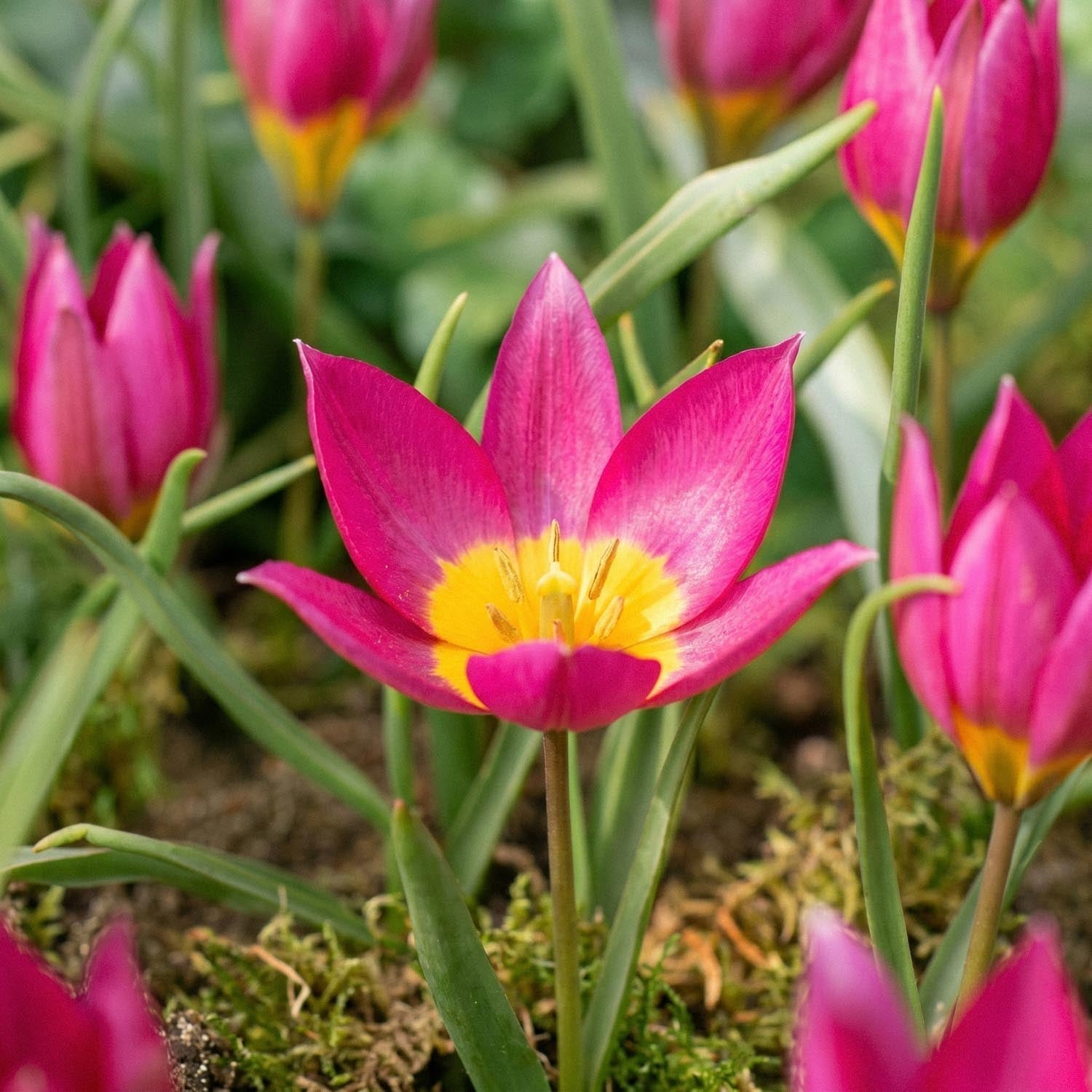 Tulpan 'Eastern Star'