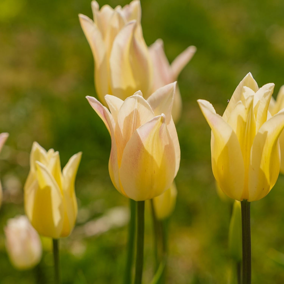 Tulpan 'Elegant Lady'