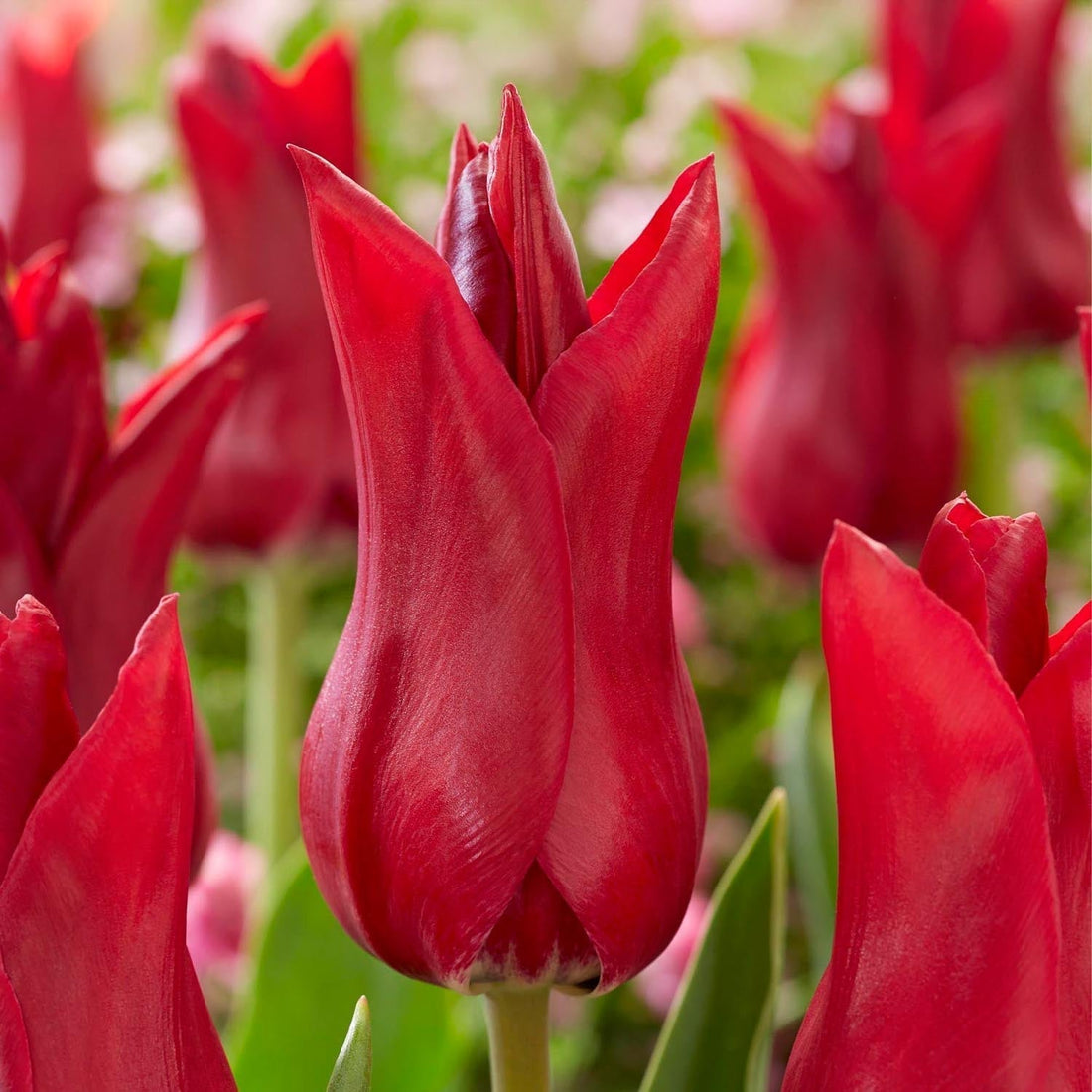 Tulpan 'Elegant Madame'