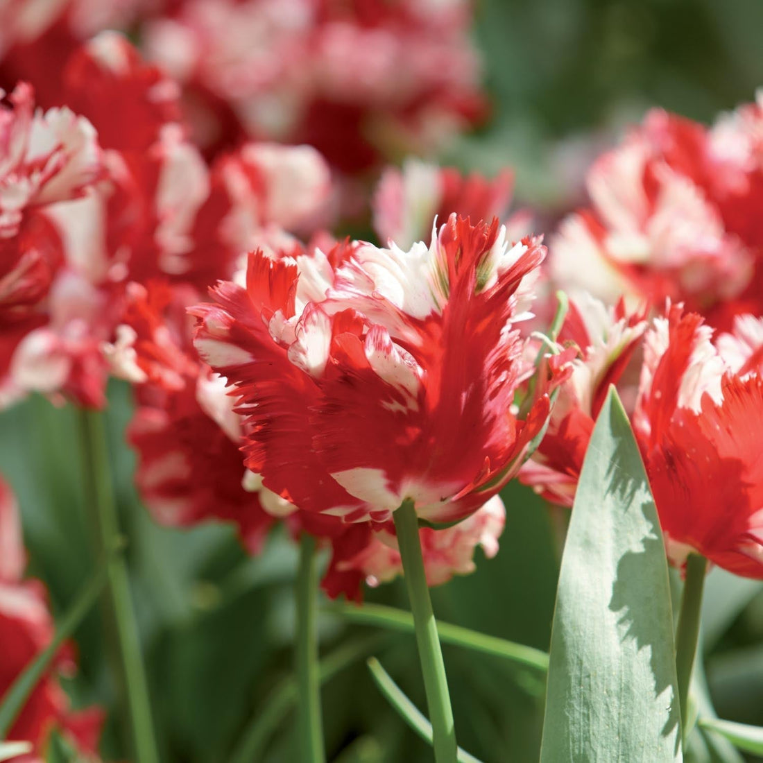 Tulpan 'Estella Rijnveld'