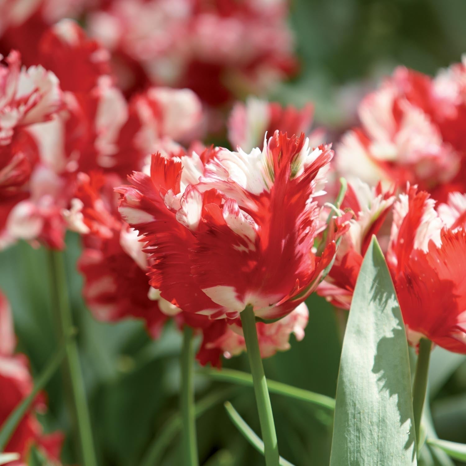 Tulpan 'Estella Rijnveld'