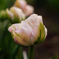 Tulpan 'Finola'