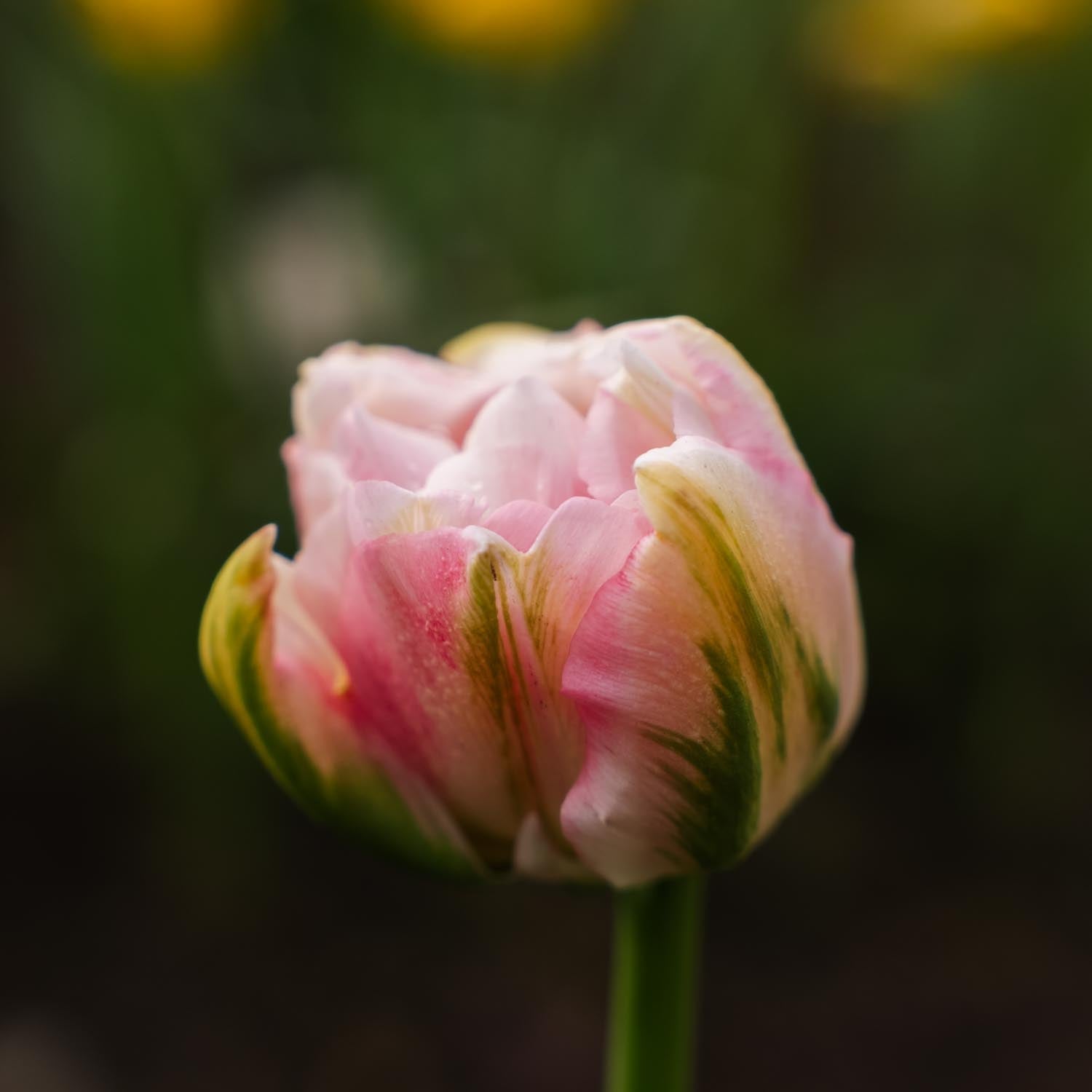 Tulpan 'Finola'