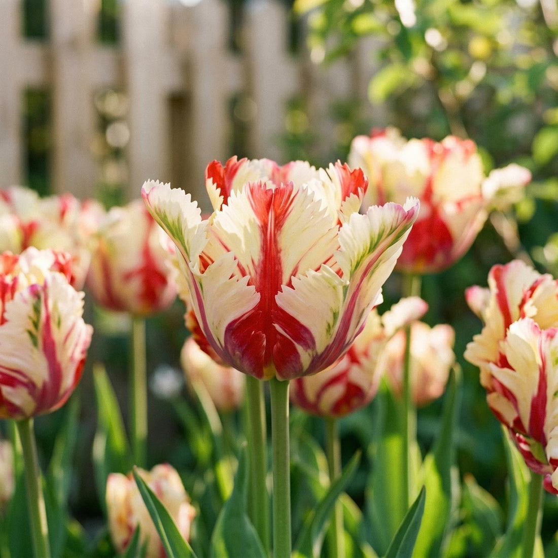 Tulpan 'Flaming Parrot'