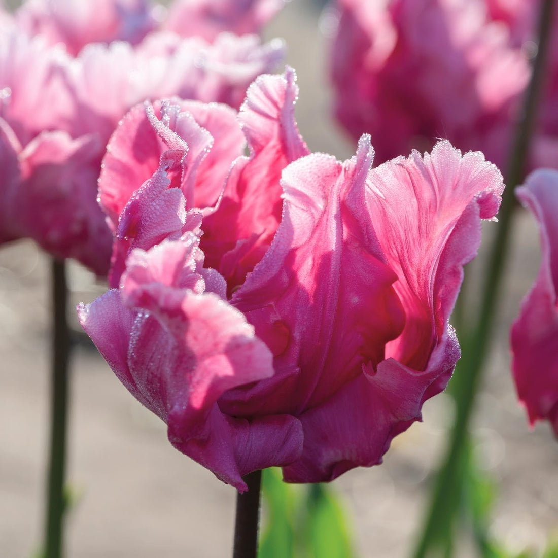Tulpan 'Flamingo Queen'