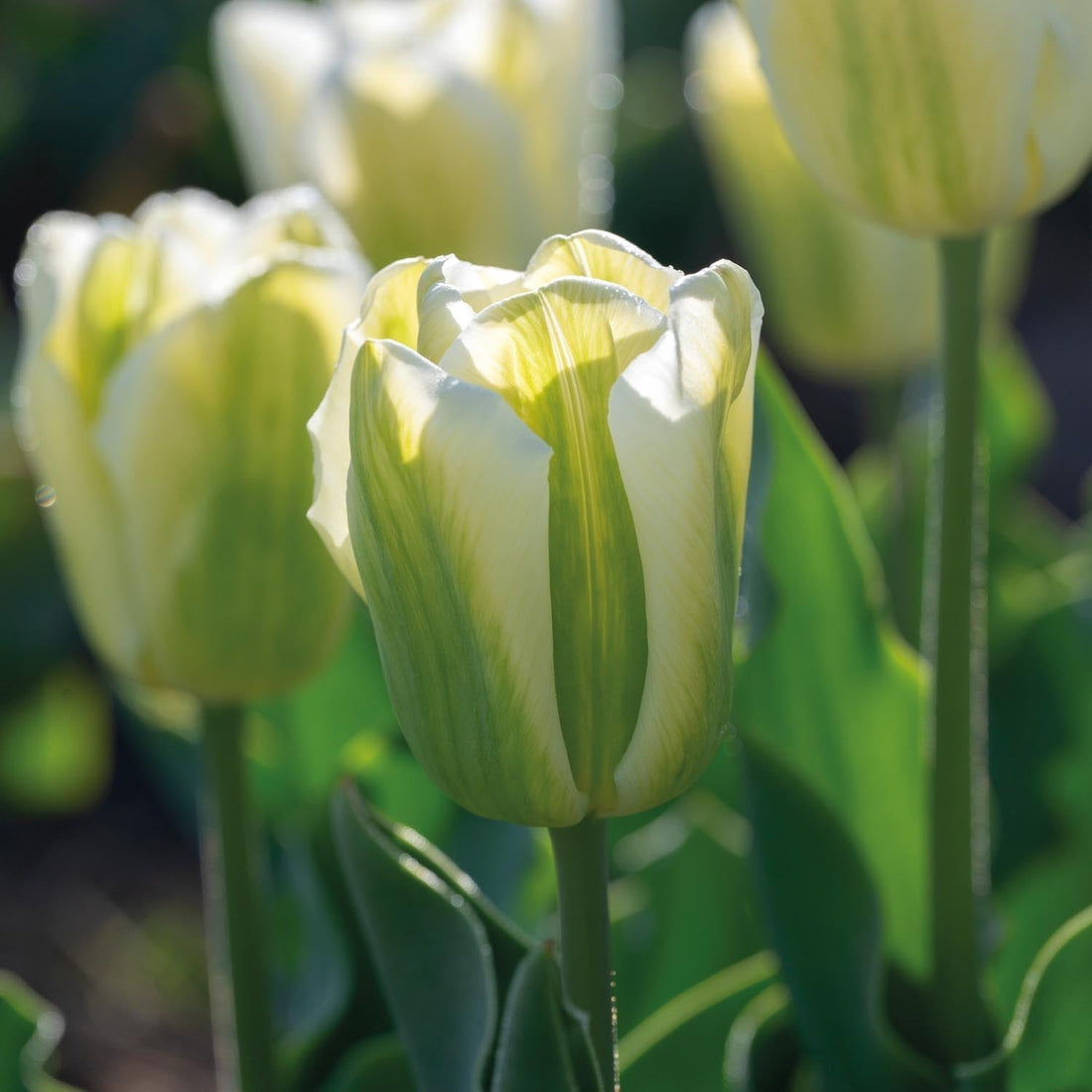Tulpan 'Green Spirit'