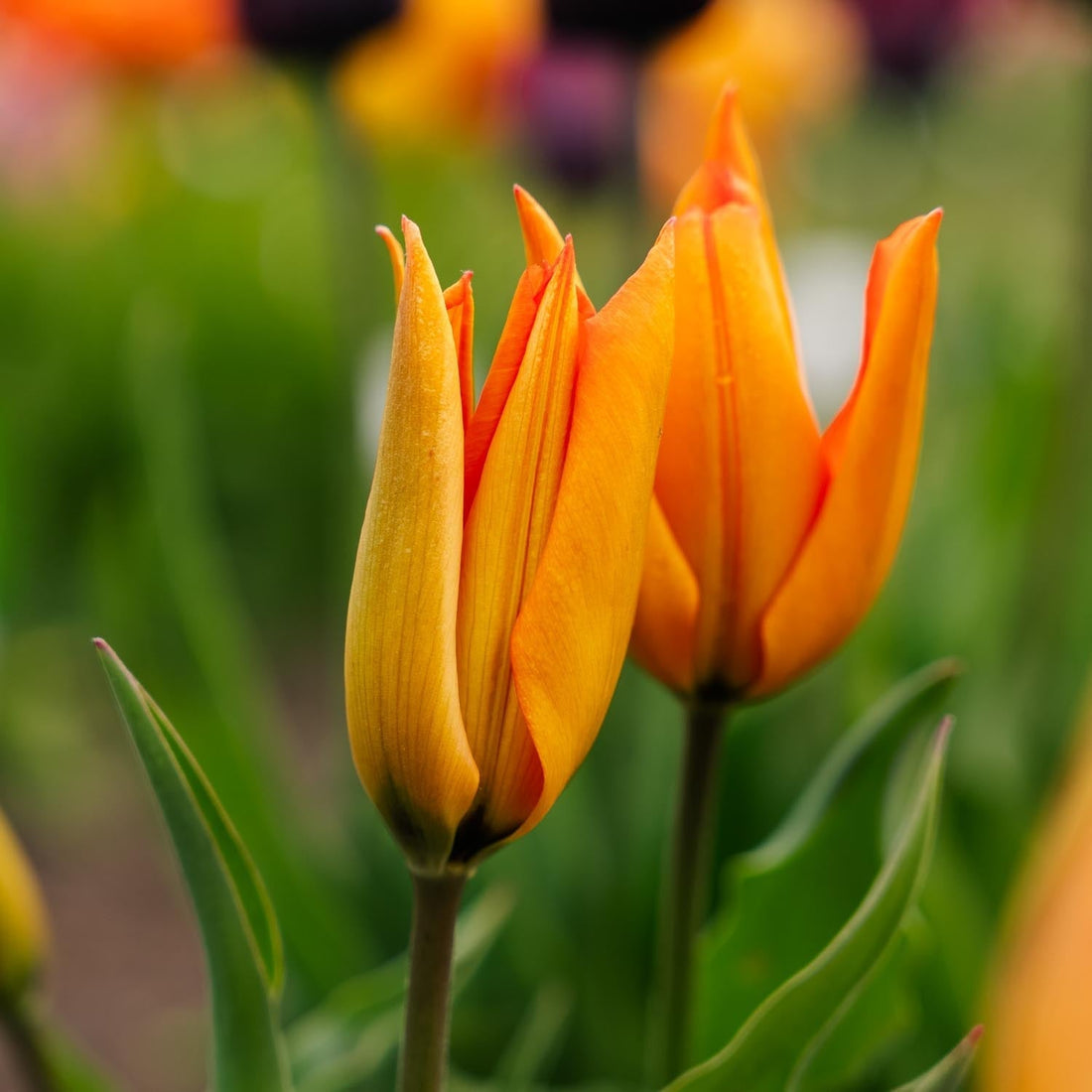 Tulpan 'Greetje Smit'