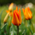 Tulpan 'Greetje Smit'