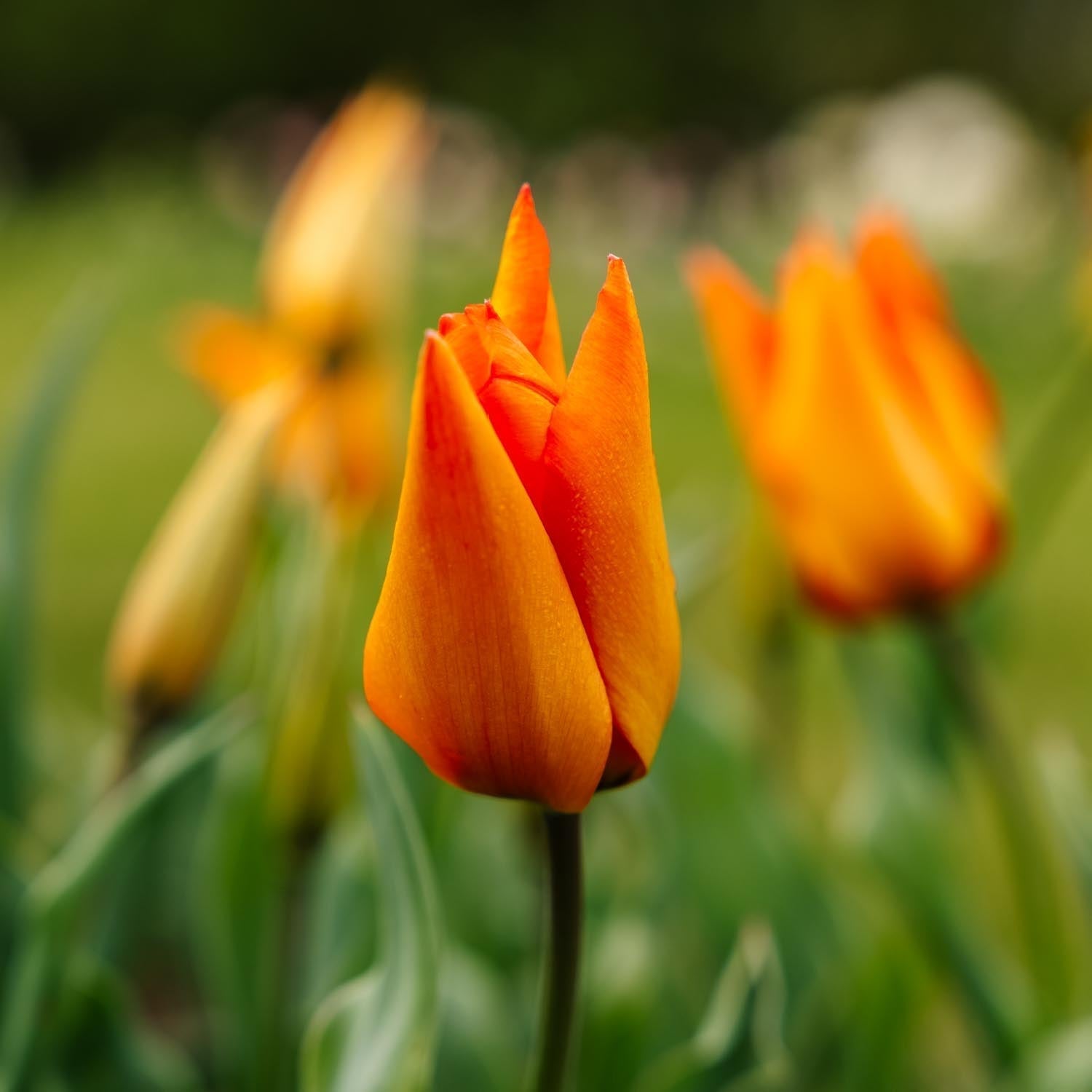 Tulpan 'Greetje Smit'
