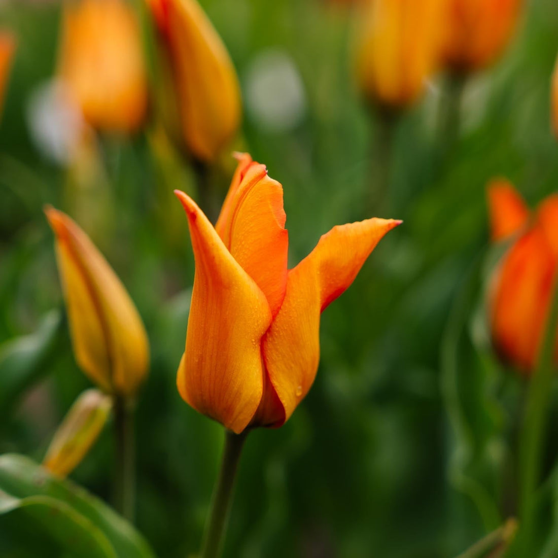 Tulpan 'Greetje Smit'