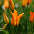 Tulpan 'Greetje Smit'