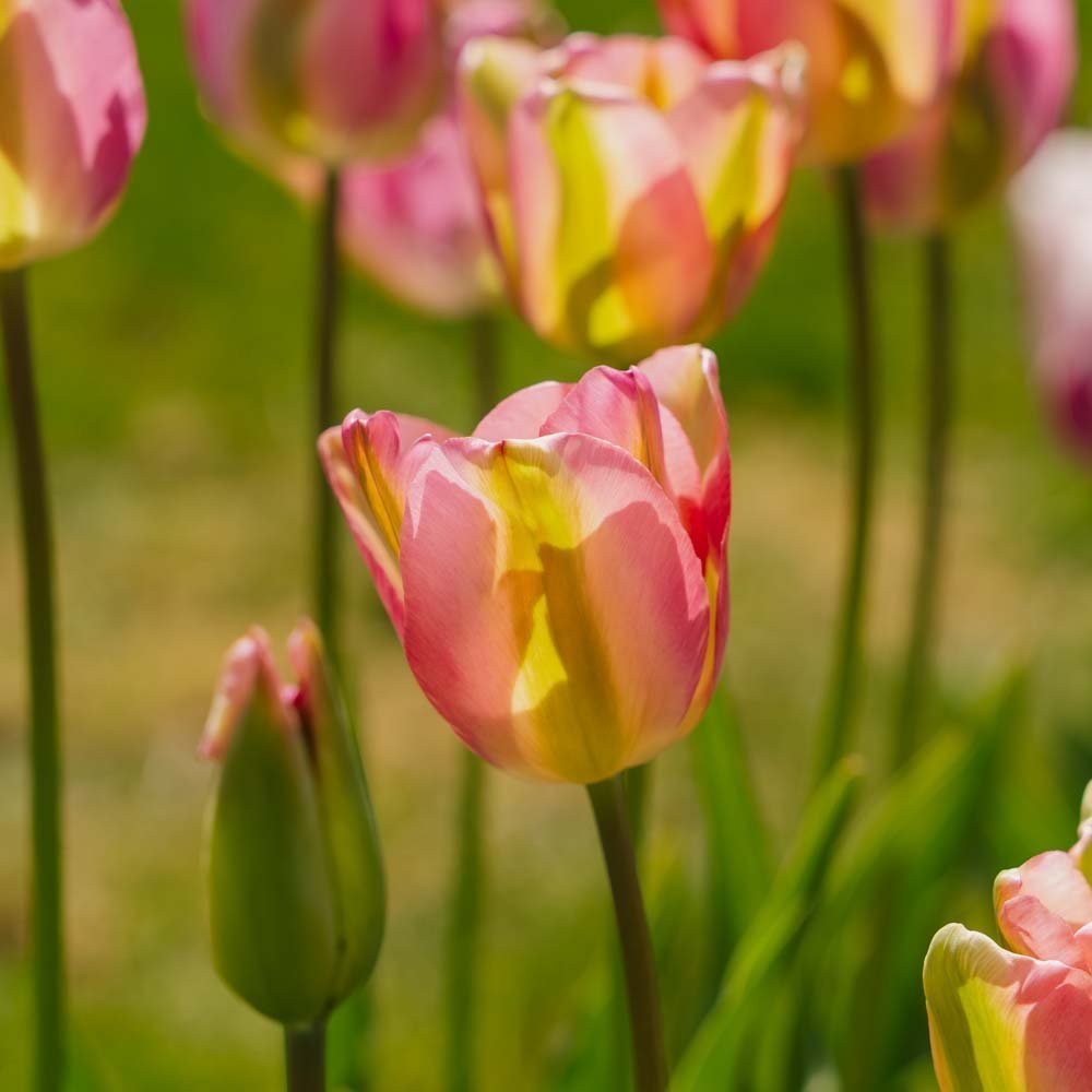Tulpan 'Groenland'