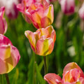 Tulpan 'Groenland'