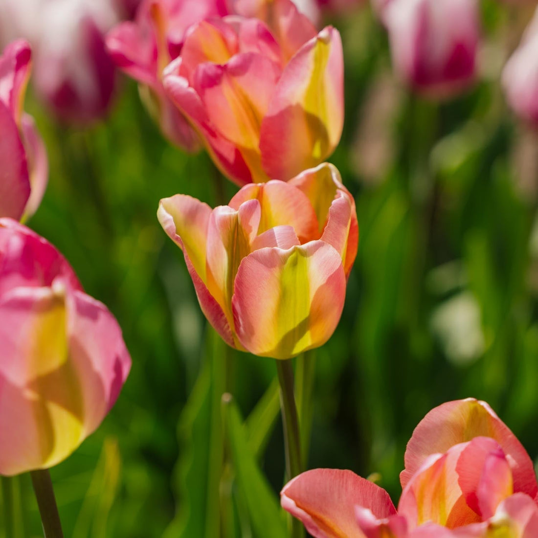 Tulpan 'Groenland'