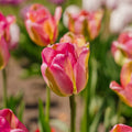 Tulpan 'Groenland'