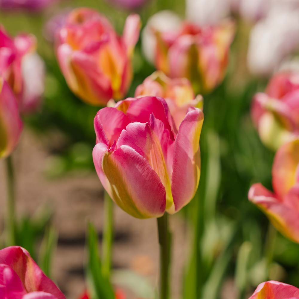 Tulpan 'Groenland'