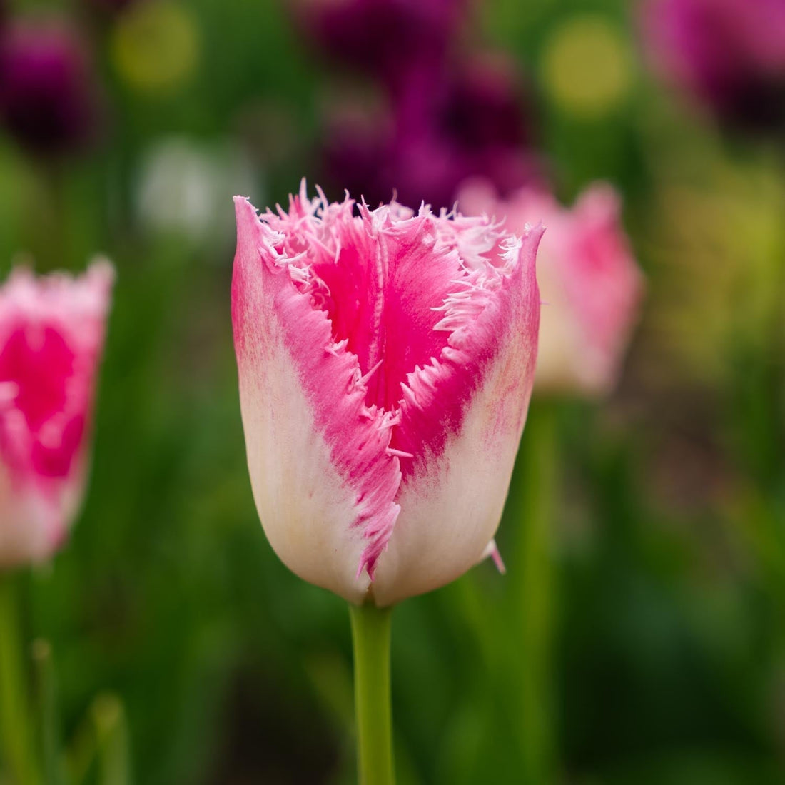 Tulpan 'Huis Ten Bosch'