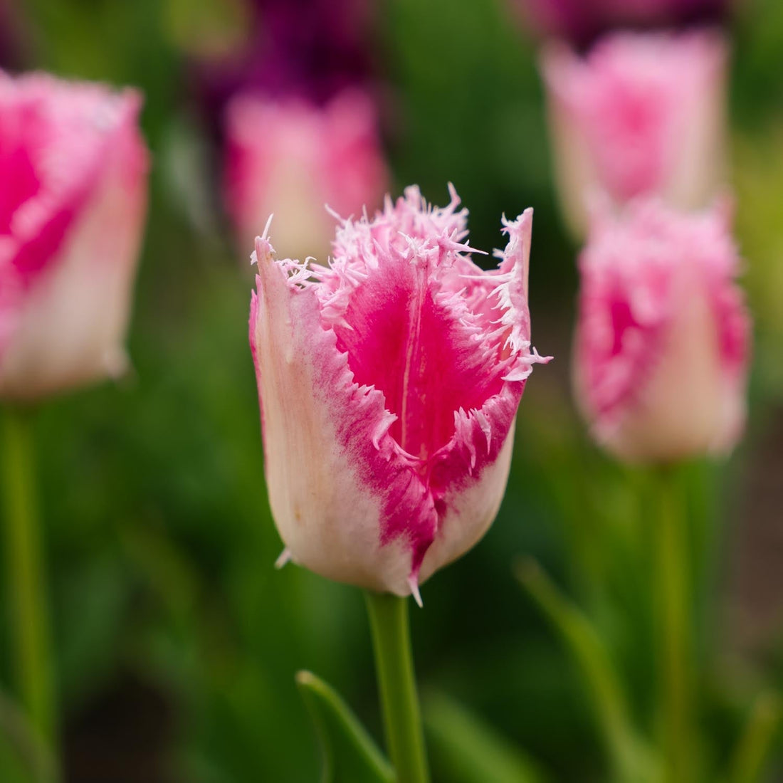 Tulpan 'Huis Ten Bosch'