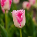 Tulpan 'Huis Ten Bosch'