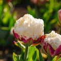Tulpan 'Ice Cream'