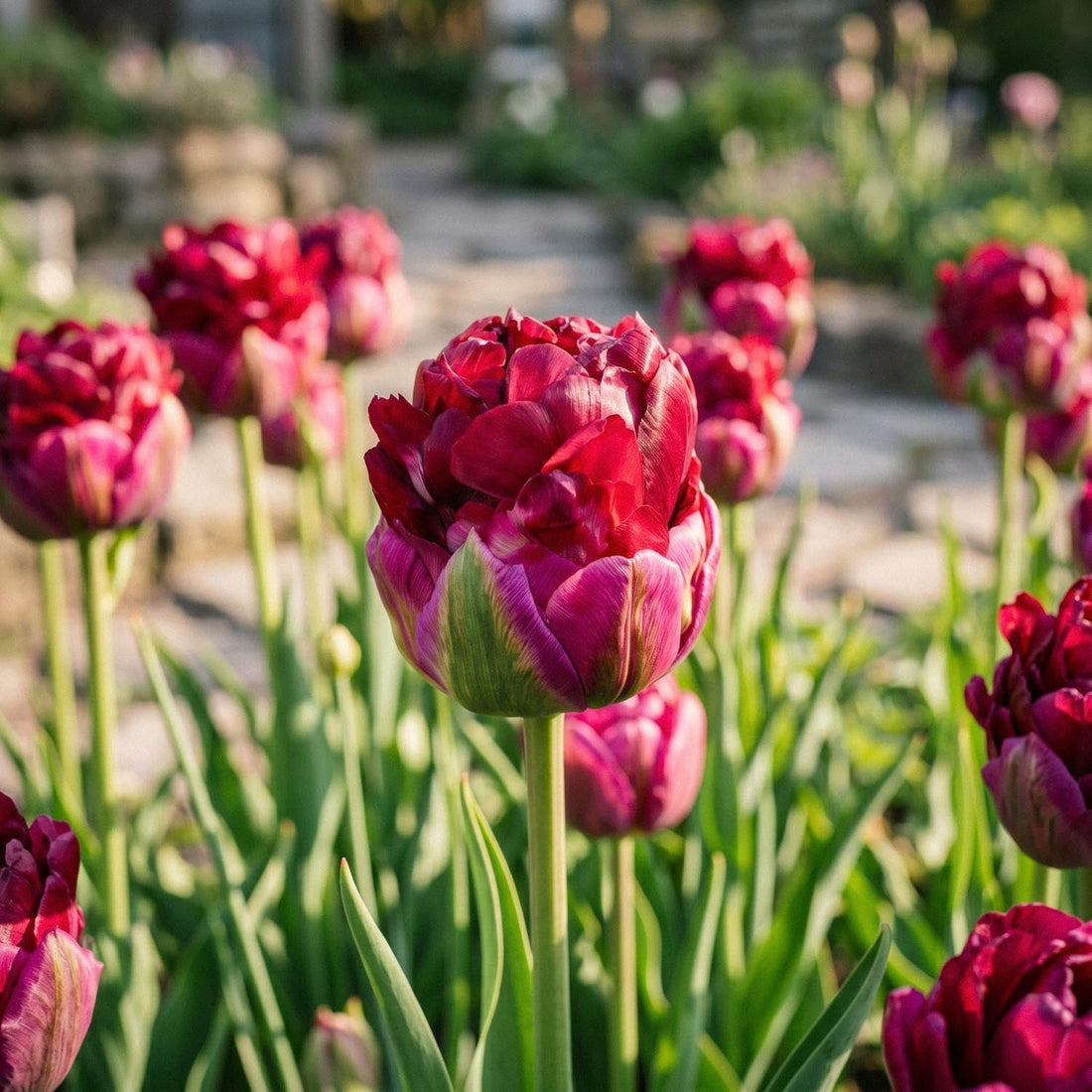 Tulpan 'Ice Cream Cranberry'