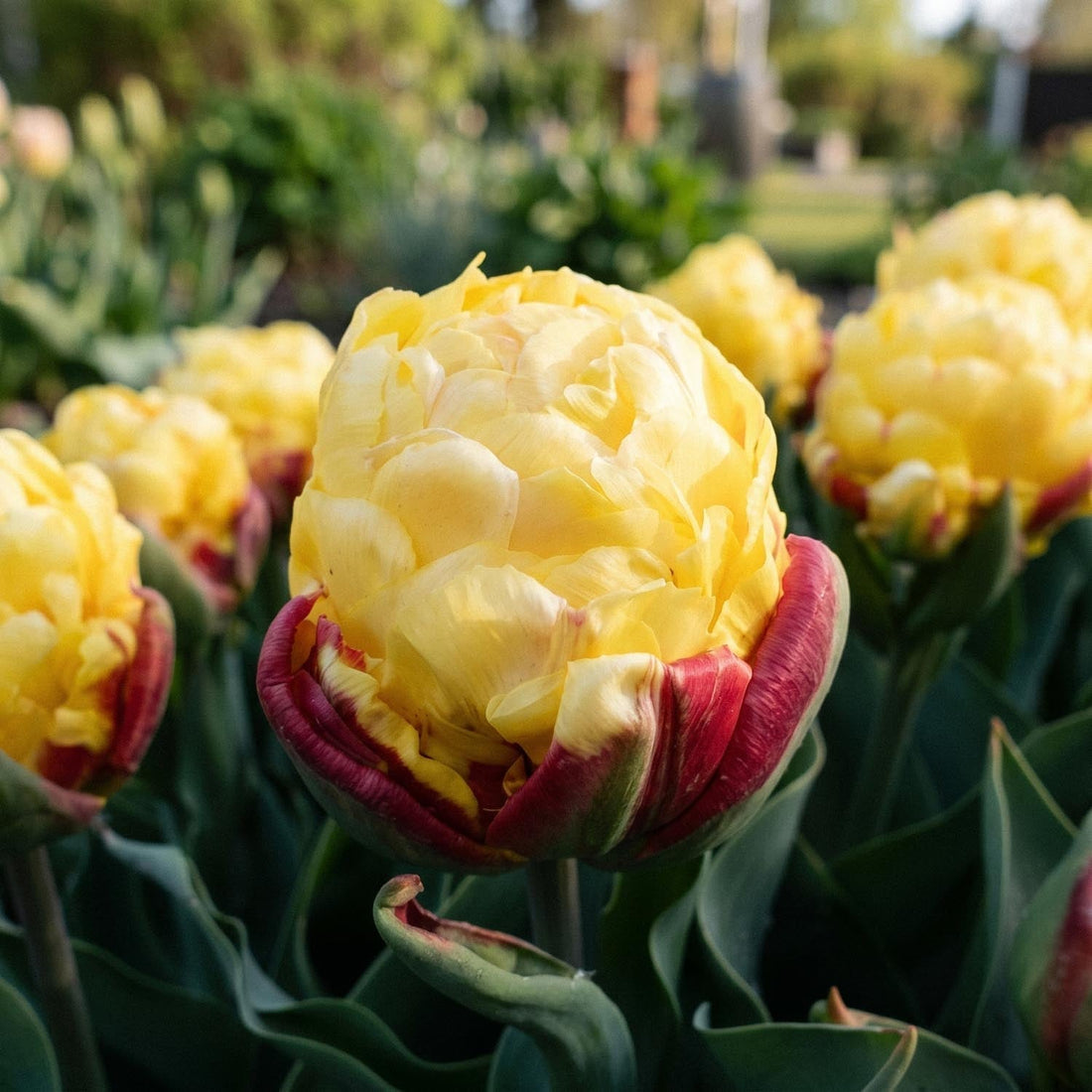 Tulpan 'Ice Cream Lemon'