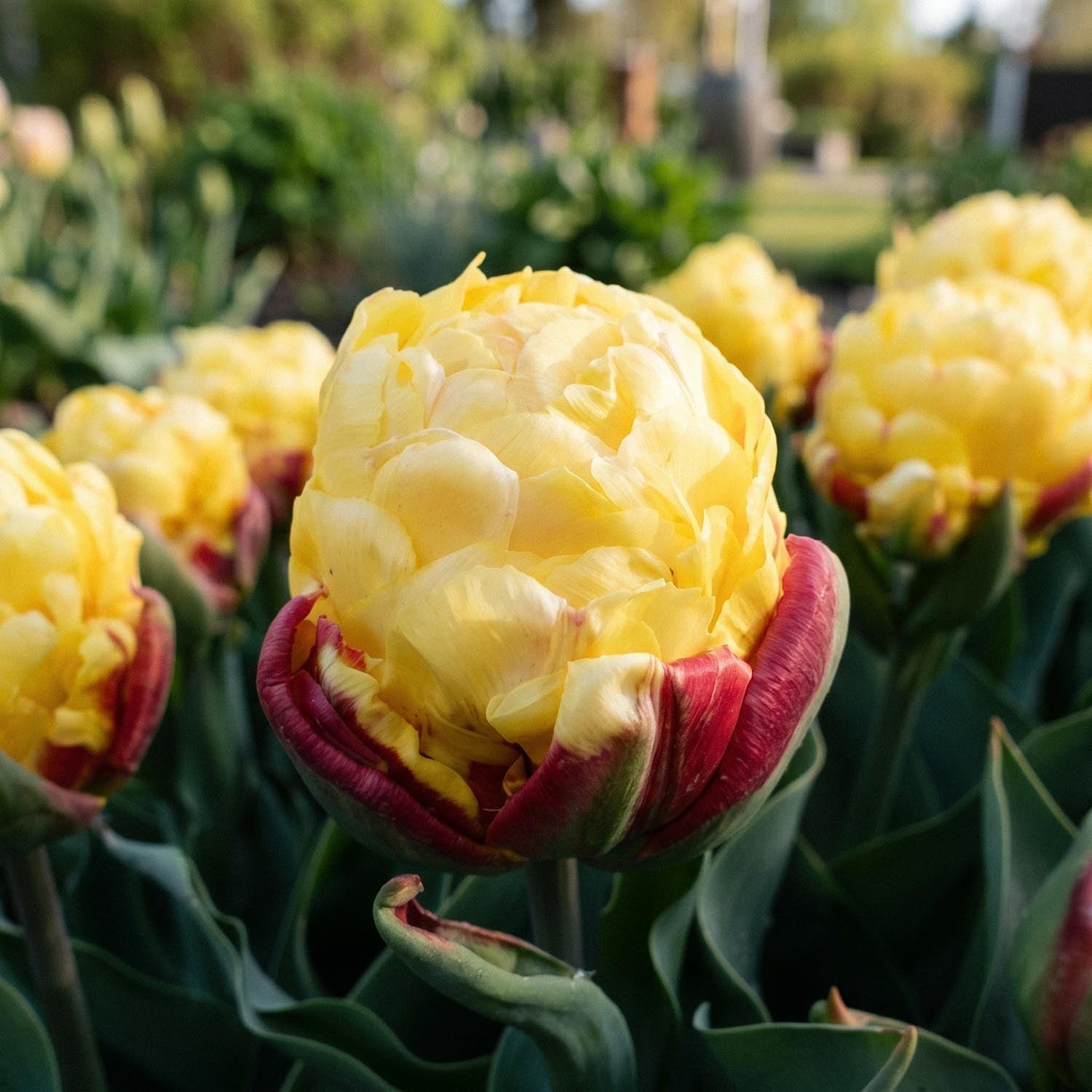 Tulpan 'Ice Cream Lemon'