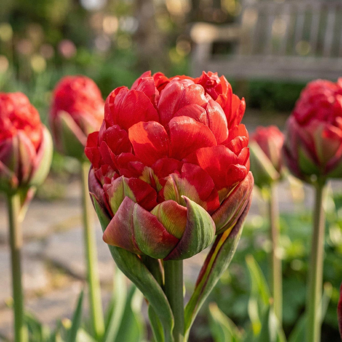 Tulpan 'Ice Cream Strawberry'