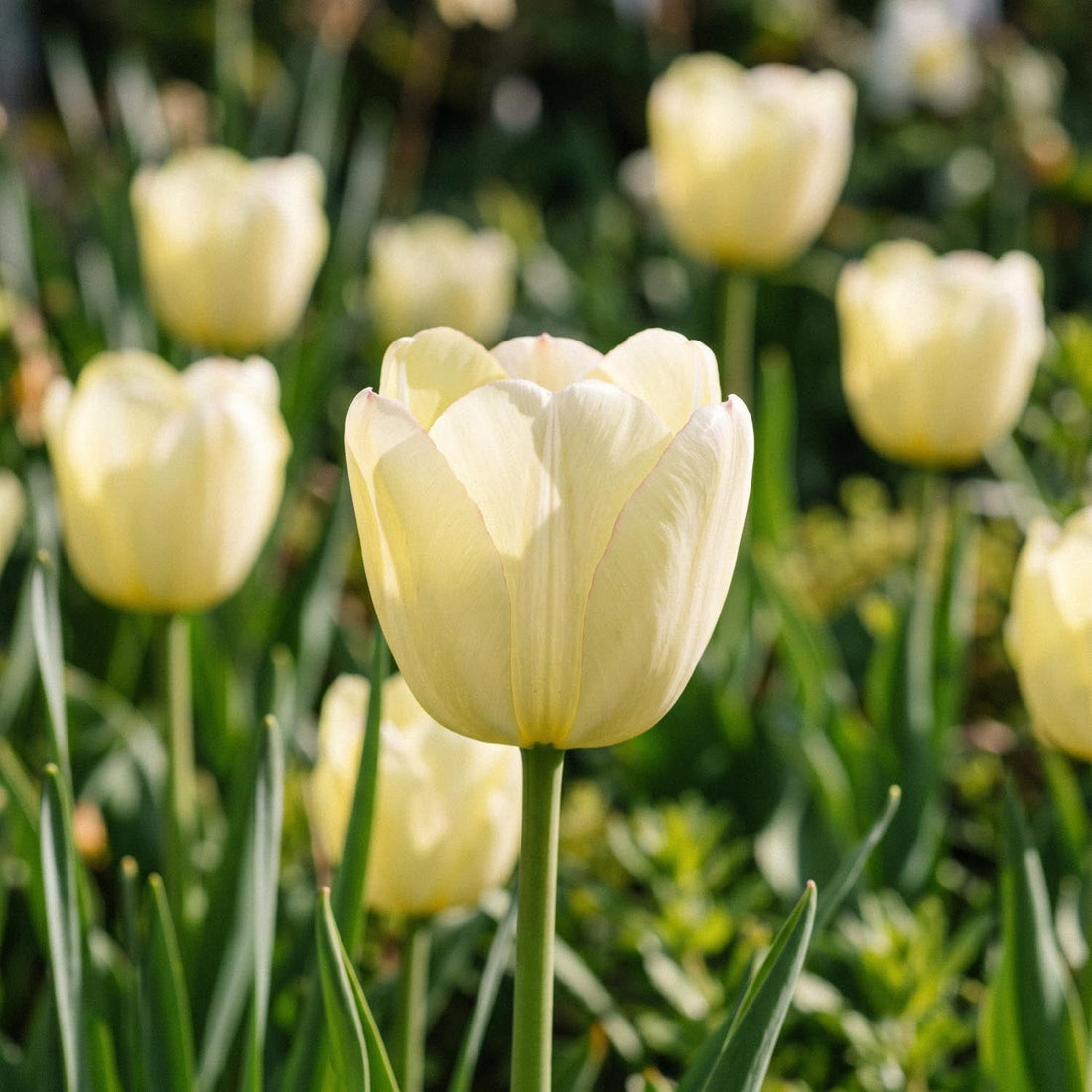 Tulpan 'Ivory Floradale'