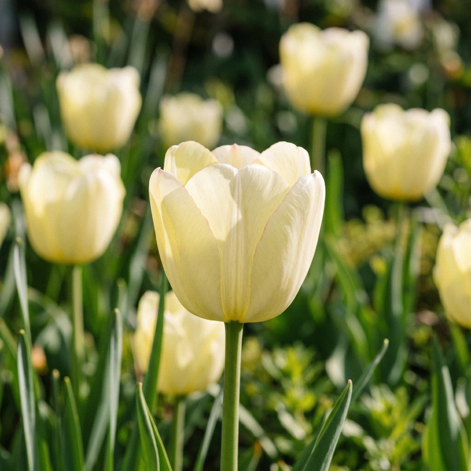 Tulpan 'Ivory Floradale'