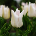 Tulpan 'Kyoko Takahashi'