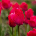 Tulpan 'Lady van Eijk'
