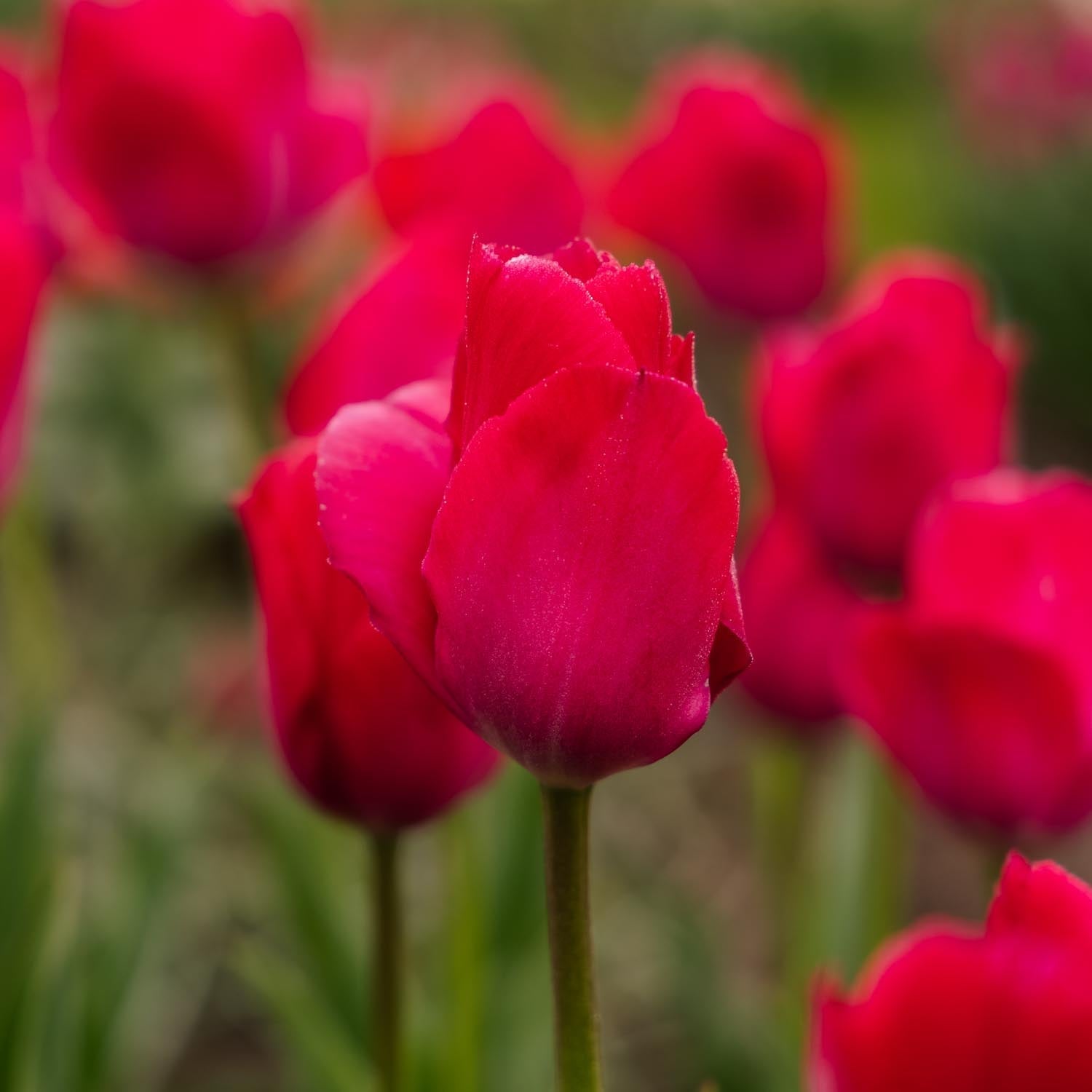 Tulpan 'Lady van Eijk'