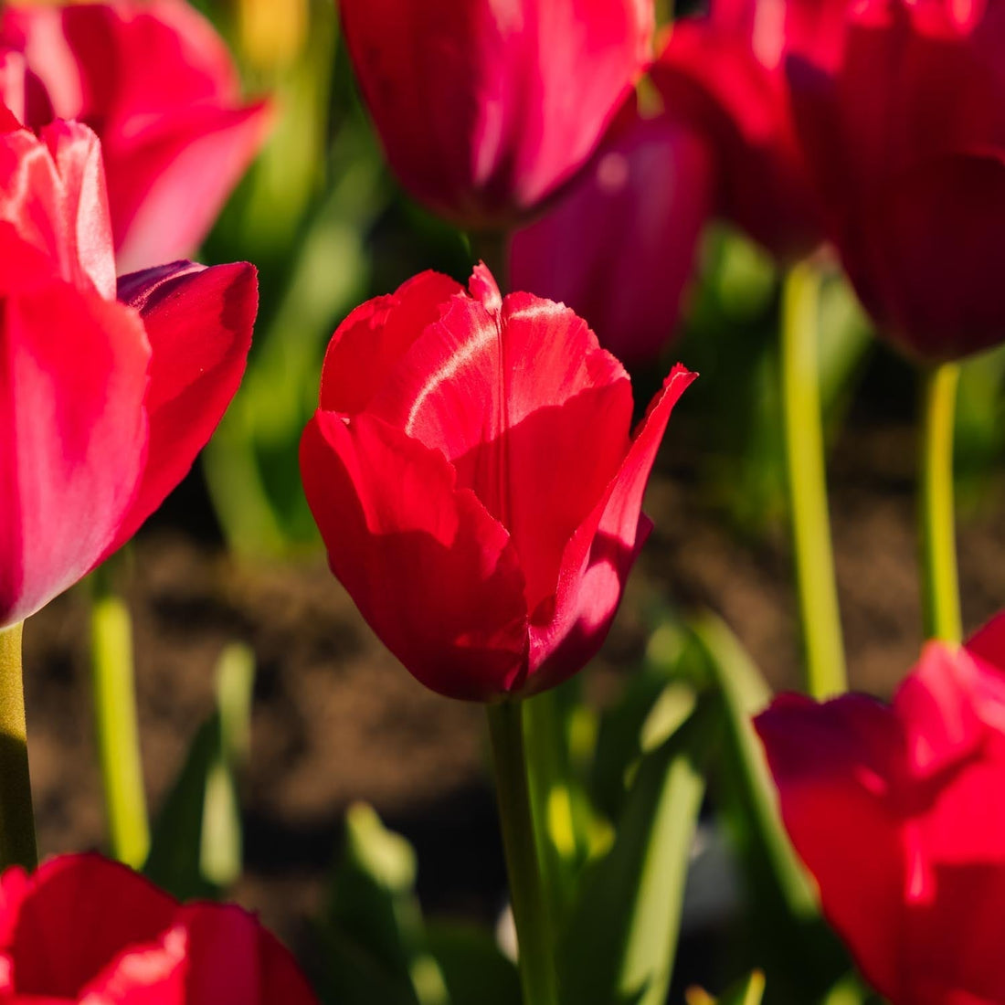 Tulpan 'Lady van Eijk'