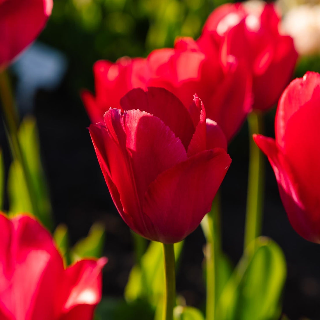 Tulpan 'Lady van Eijk'