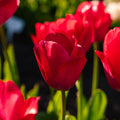 Tulpan 'Lady van Eijk'