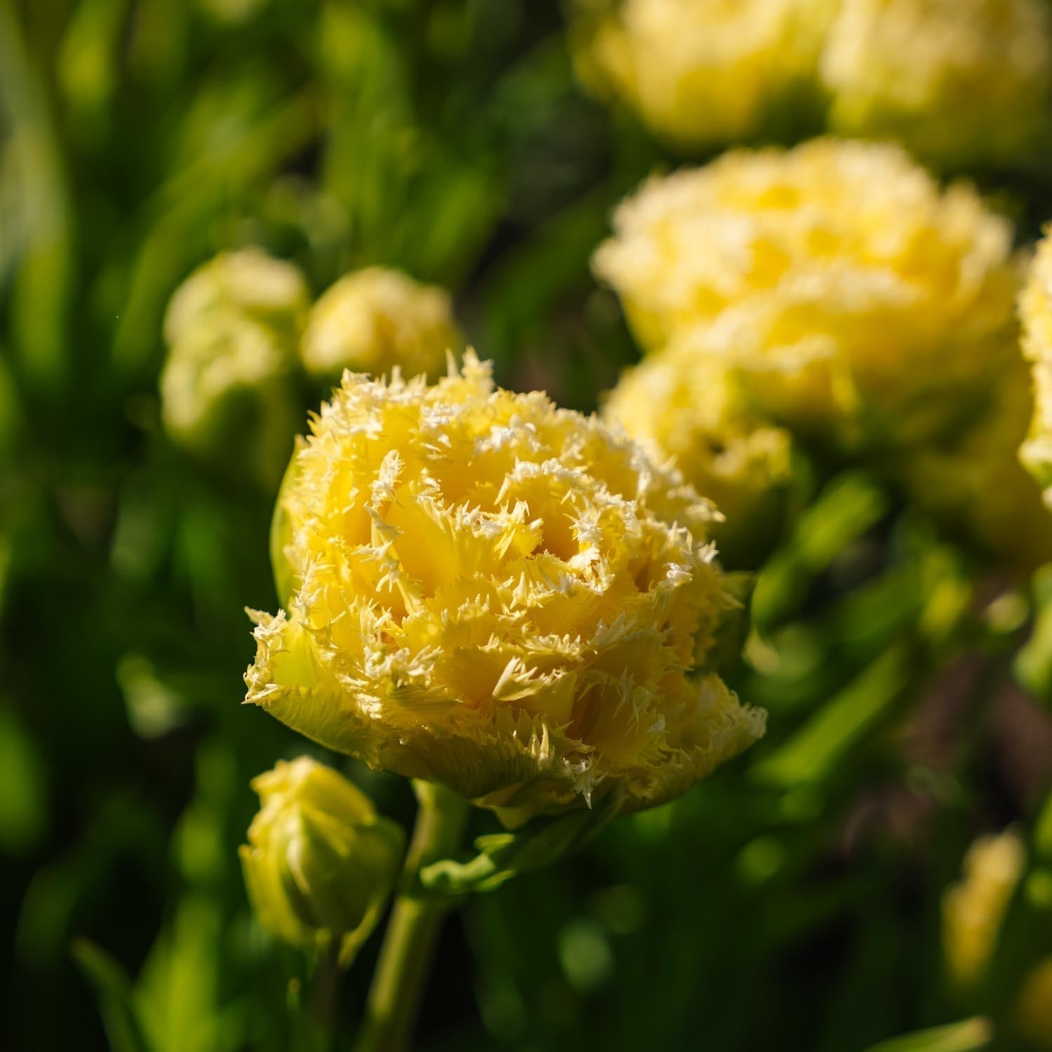 Tulpan 'Lemon Shoot'