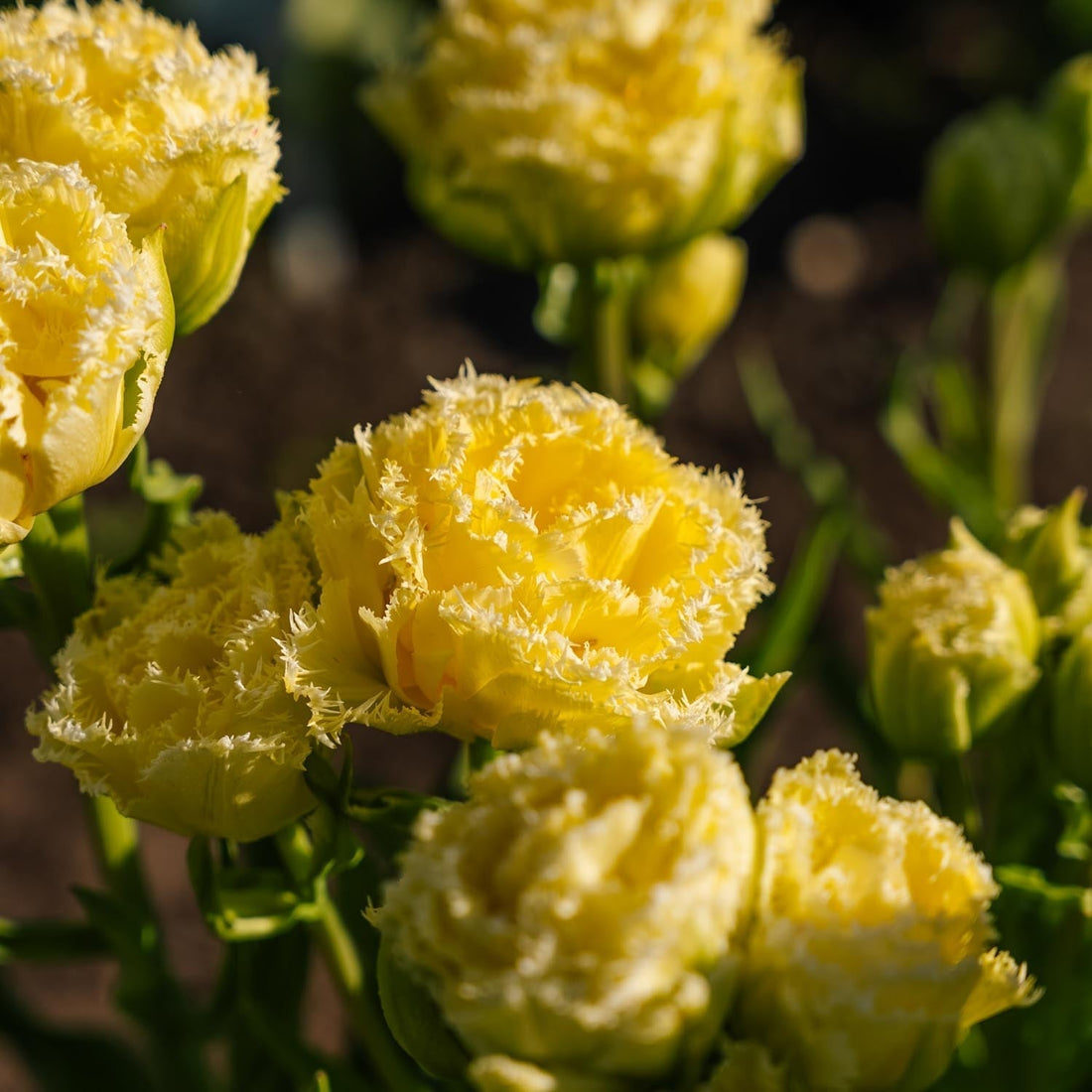 Tulpan 'Lemon Shoot'