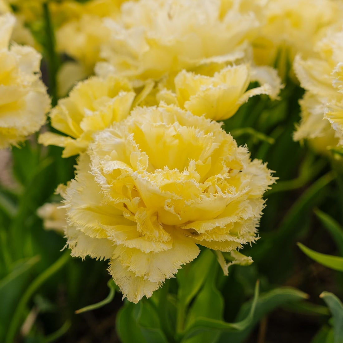 Tulpan 'Lemon Shoot'