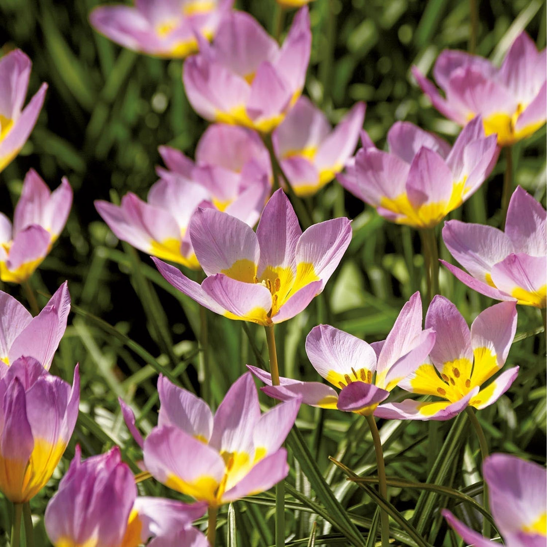 Tulpan 'Lilac Wonder'