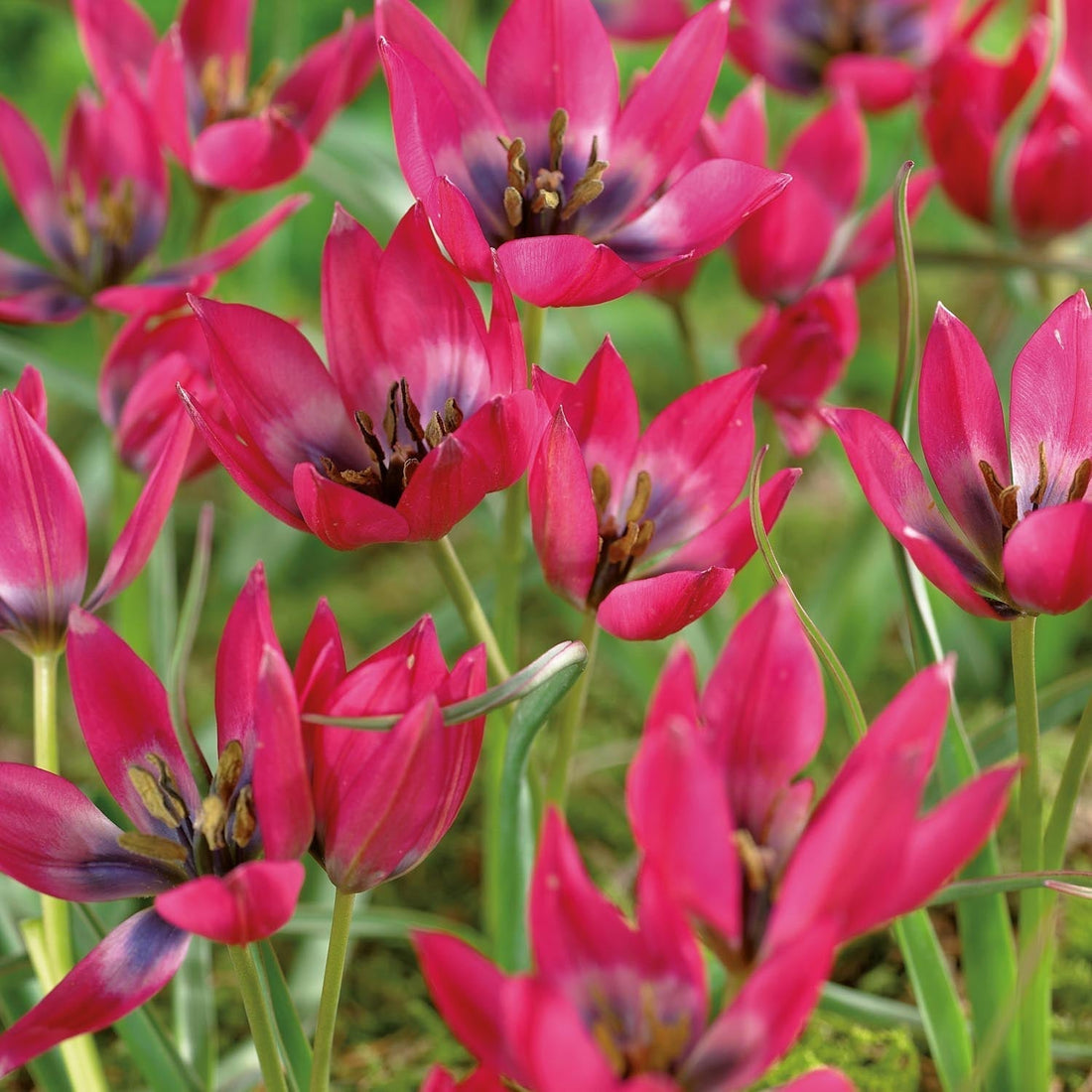 Tulpan 'Little Beauty'